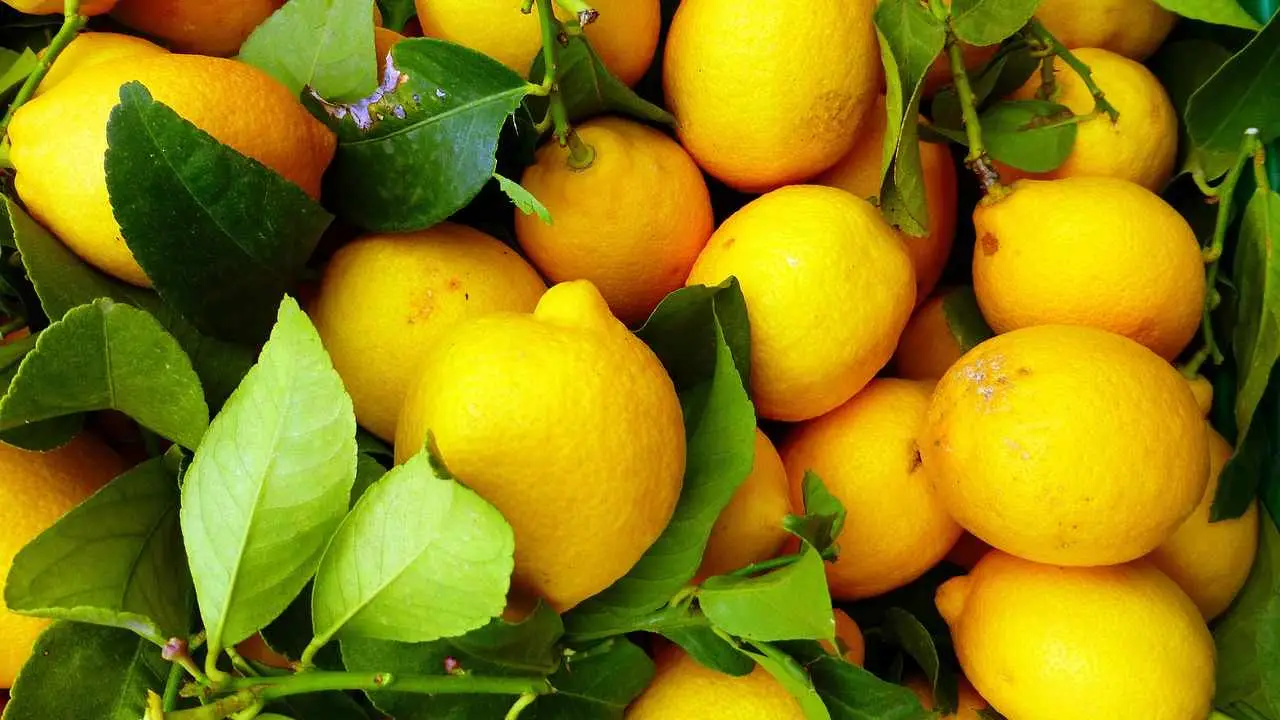 Bere succo di limone ogni giorno fa bene? Ecco la verità Bere succo di limone ogni giorno fa bene? Ecco la verità