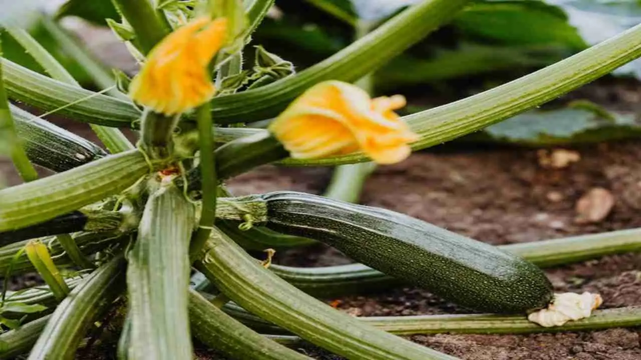 Come piantare le zucchine nell’orto a maggio: la guida definitiva