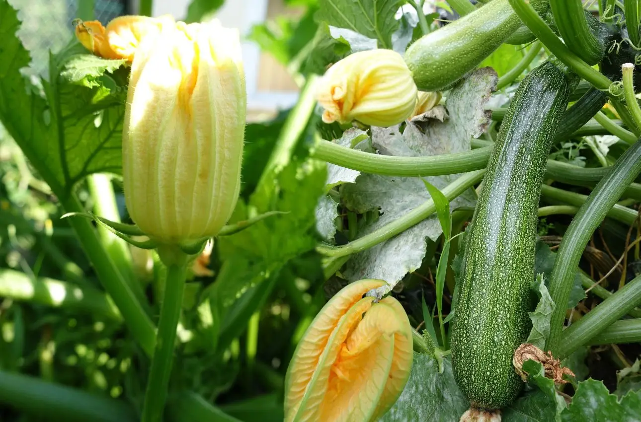 Come piantare le zucchine nell’orto a maggio: la guida definitiva Immagine selezionata