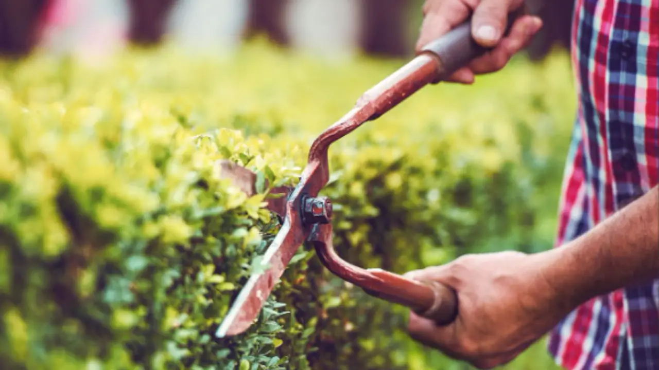 Sette arbusti perfetti da piantare ad aprile per rinnovare il giardino, ideali sia per aree secche che umide Immagine selezionata
