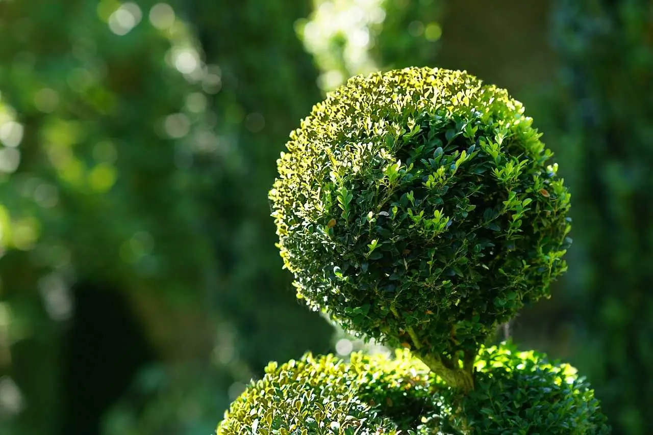 Sette arbusti perfetti da piantare ad aprile per rinnovare il giardino, ideali sia per aree secche che umide Immagine selezionata