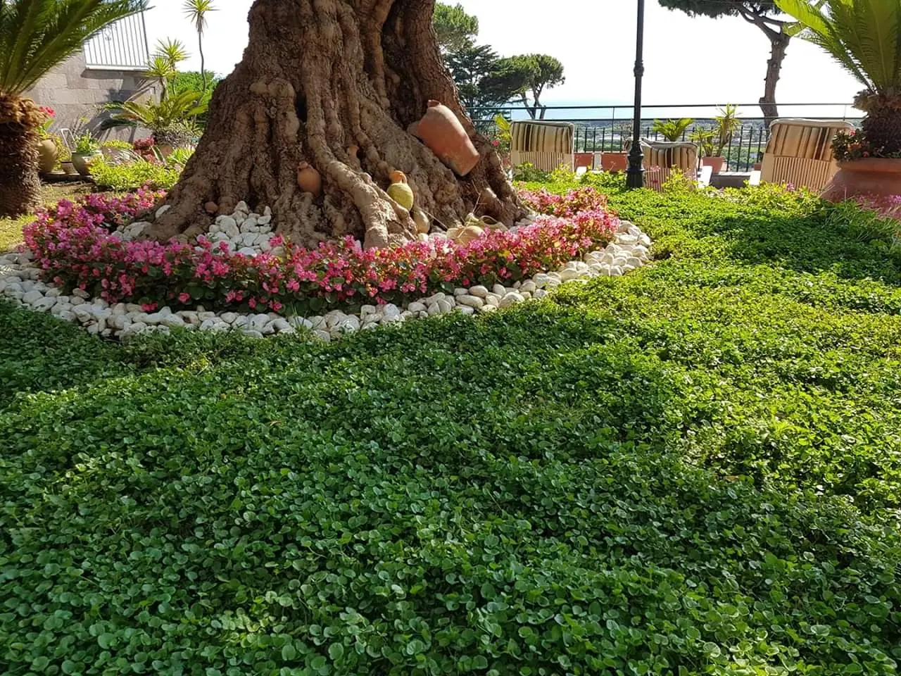 Sette arbusti perfetti da piantare ad aprile per rinnovare il giardino, ideali sia per aree secche che umide Immagine selezionata