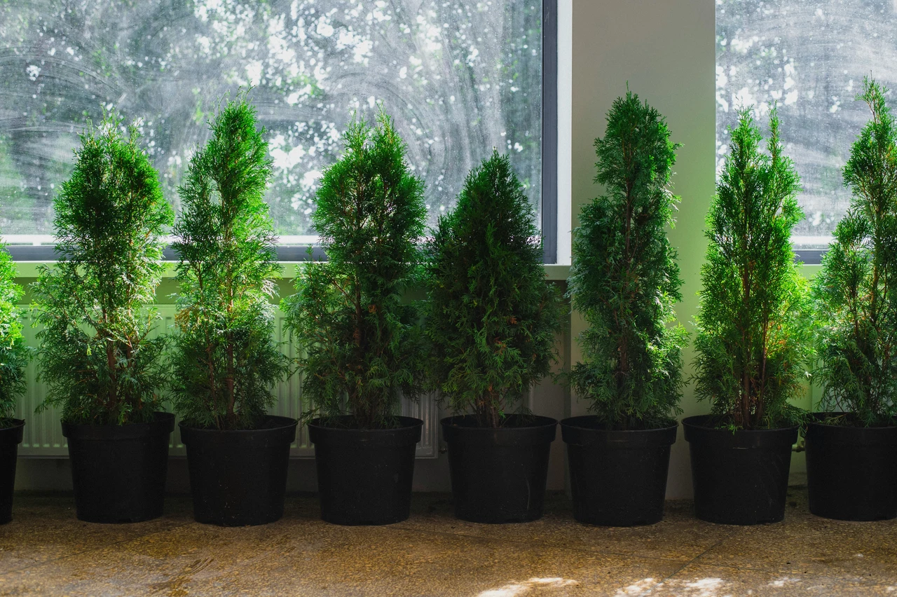 Sette arbusti perfetti da piantare ad aprile per rinnovare il giardino, ideali sia per aree secche che umide Immagine selezionata