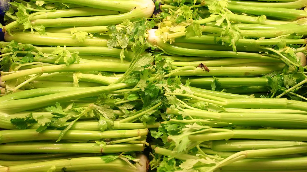 Allarme in tavola: richiamato il sedano dai supermercati italiani, ecco cosa rischi davvero Immagine selezionata