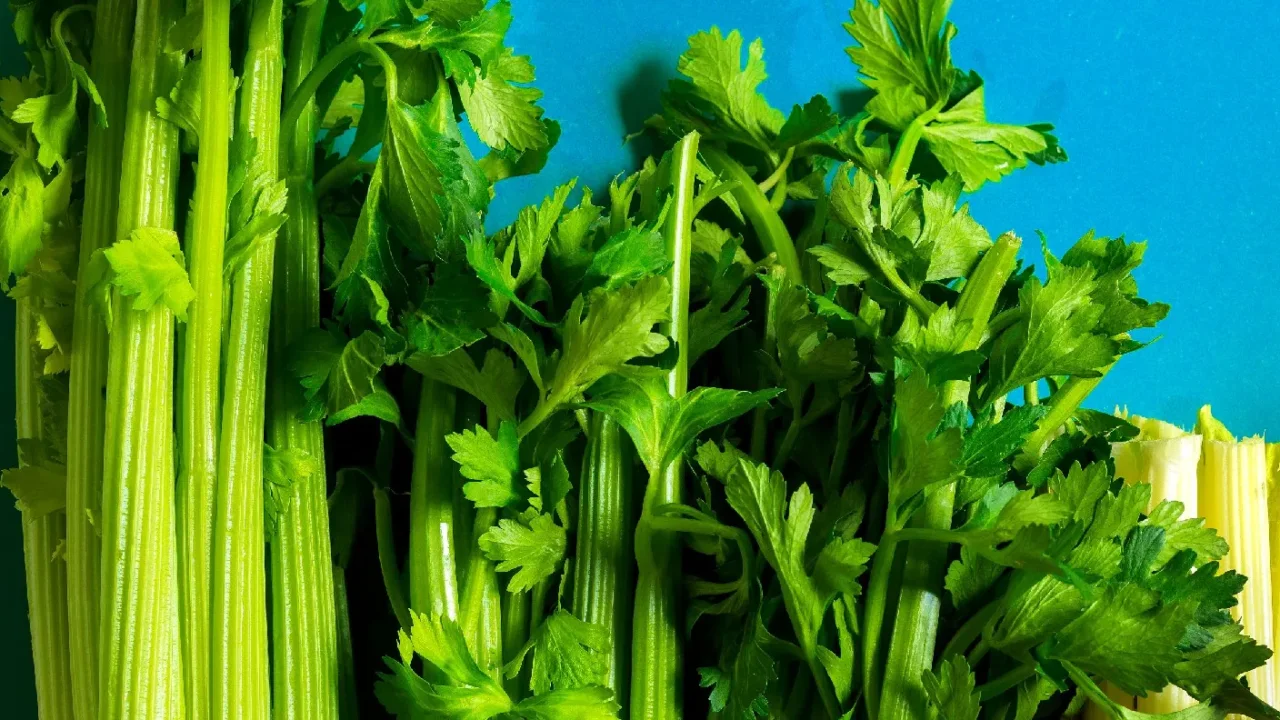 Allarme in tavola: richiamato il sedano dai supermercati italiani, ecco cosa rischi davvero Immagine selezionata