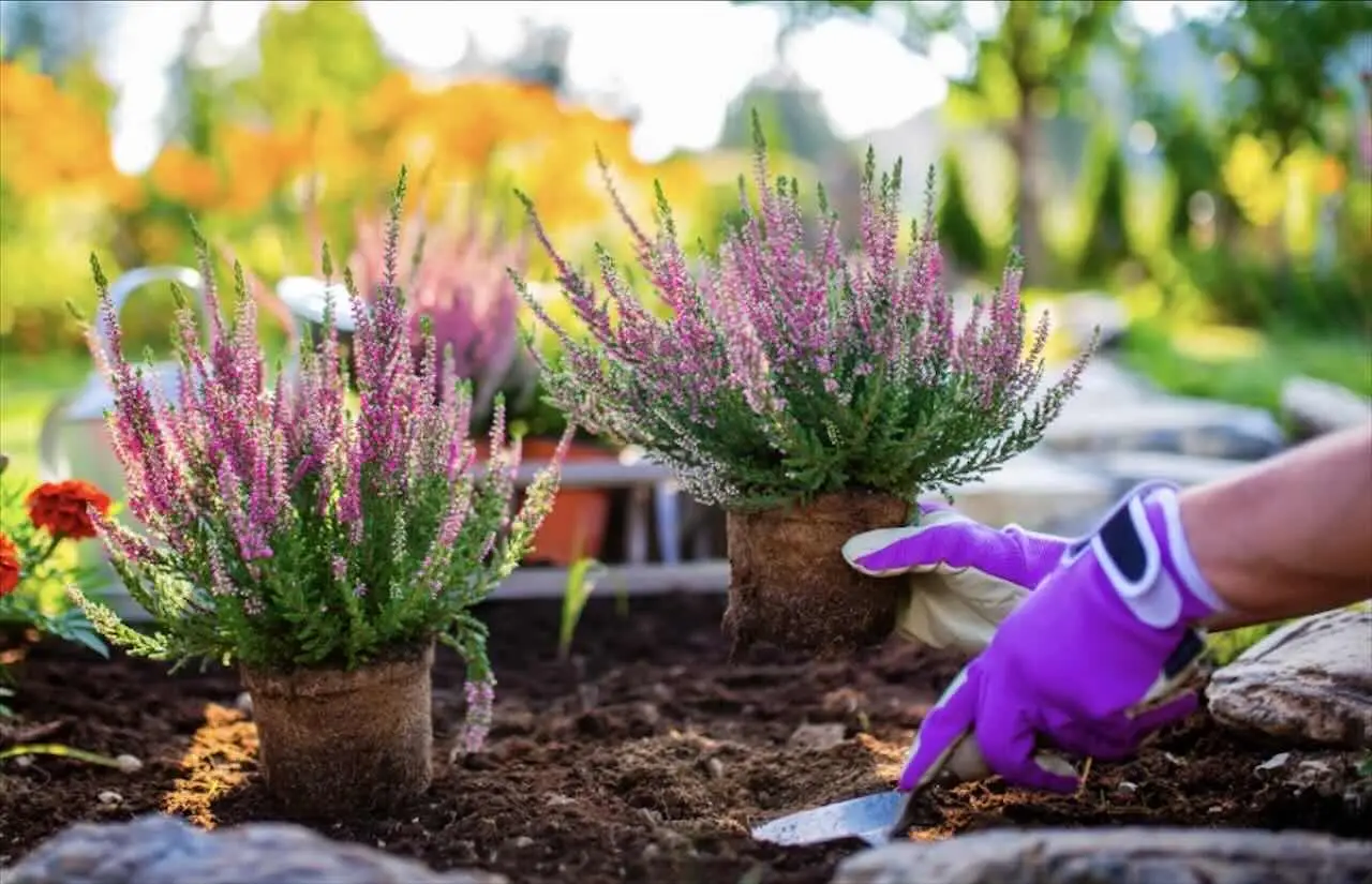 Le 17 perenni basse che trasformeranno i tuoi bordi in un'oasi di colorata
