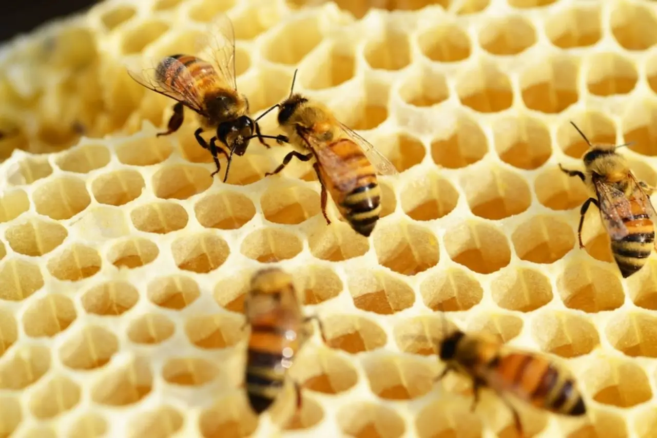 Le api del futuro sono qui: la scoperta made in Italy contro le malattie degli alveari Immagine selezionata