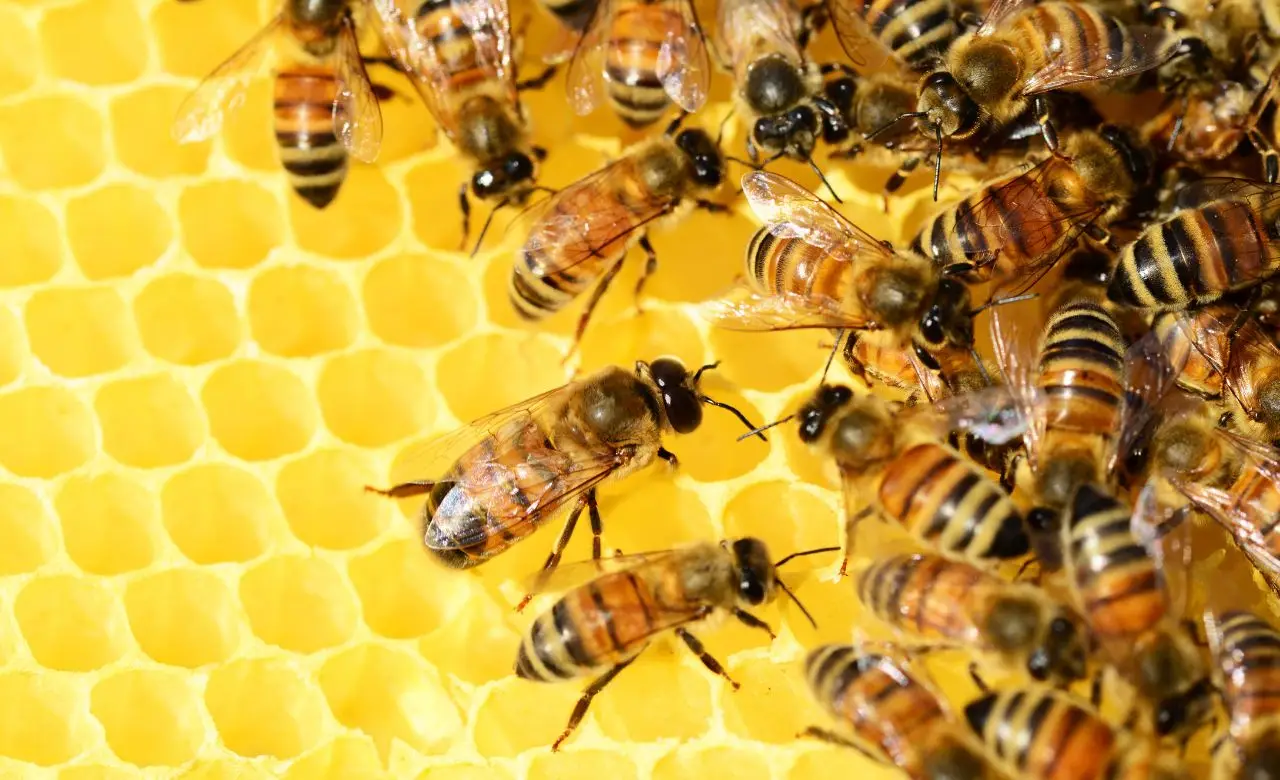 Le api del futuro sono qui: la scoperta made in Italy contro le malattie degli alveari Immagine selezionata