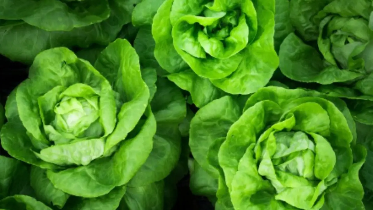 Allarme insalata: ecco quello che nessuno ti dice sui rischi nascosti nella lattuga Immagine selezionata