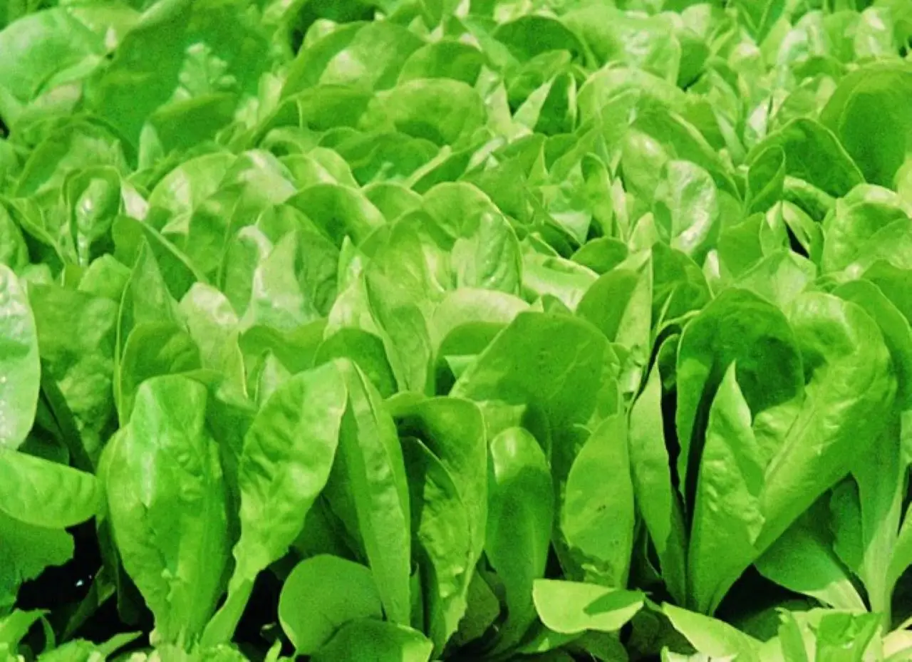 Allarme insalata: ecco quello che nessuno ti dice sui rischi nascosti nella lattuga Immagine selezionata