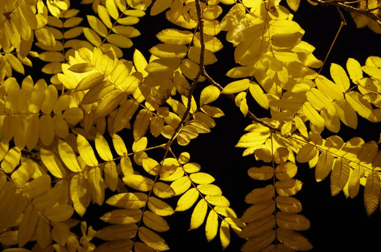 L’albero che illumina il giardino di giallo resiste a tutto ed è semplice da coltivare Immagine selezionata