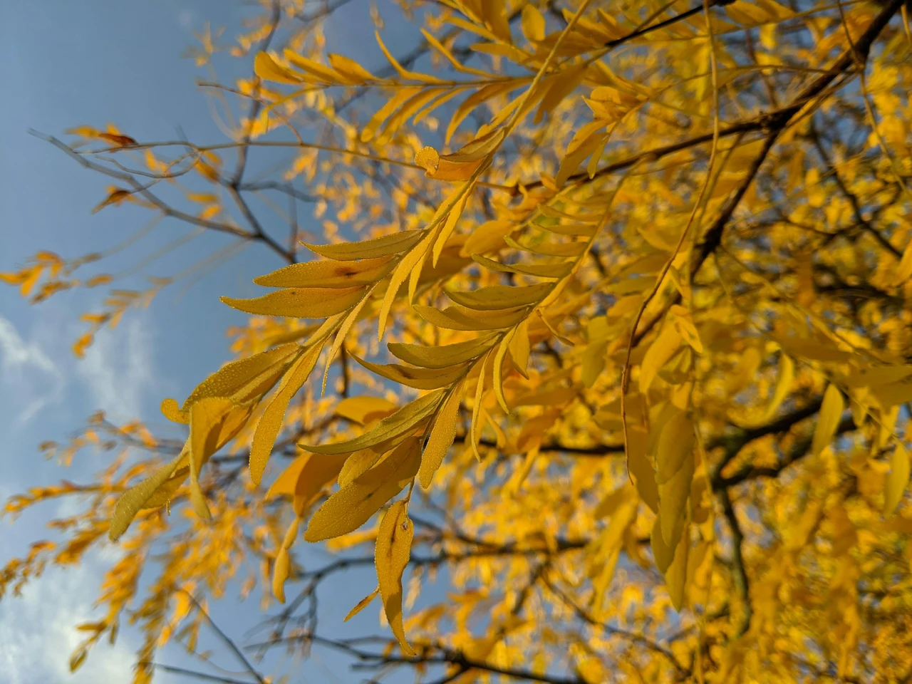 L’albero che illumina il giardino di giallo resiste a tutto ed è semplice da coltivare Immagine selezionata