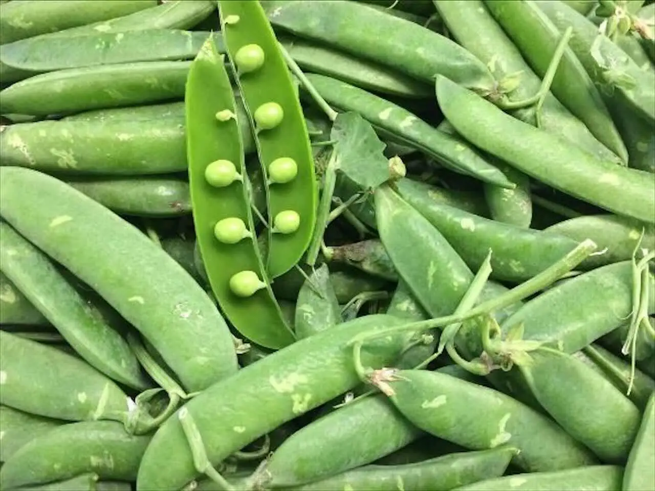 Taccole e concimazione: ecco come farle crescere vigorose Immagine selezionata