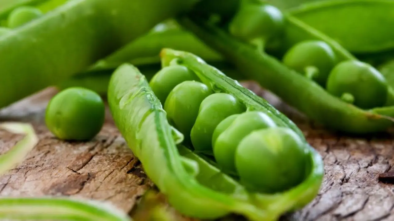 Taccole e concimazione: ecco come farle crescere vigorose Immagine selezionata