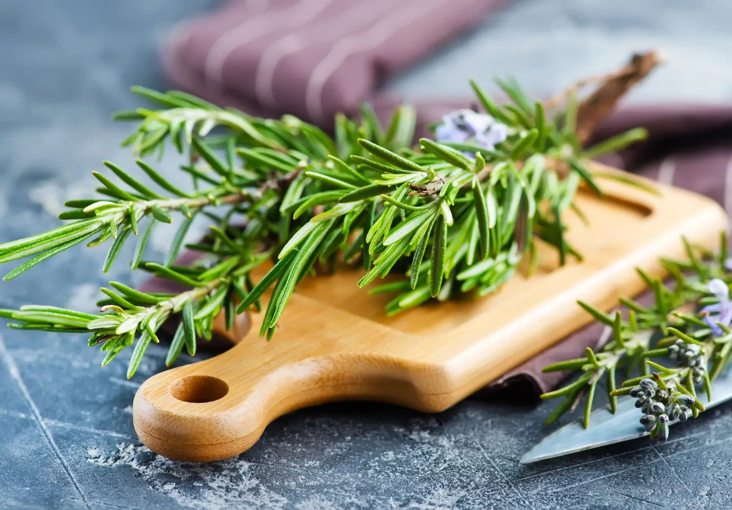 Il rosmarino bollito conquista le case degli italiani: ecco il motivo del suo successo Immagine selezionata