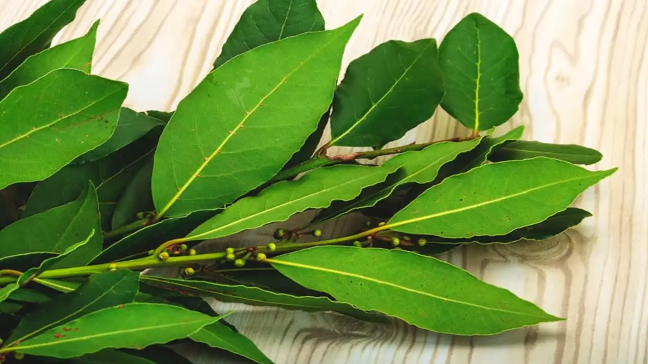 Dove posizionare l’alloro in casa il segreto della nonna per portare fortuna e tenere lontani ospiti indesiderati