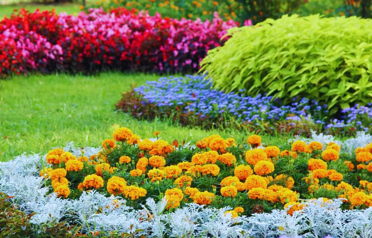 Vuoi avere un giardino profumato senza fare fatica? Pianta ora questa meraviglia dal profumo di vaniglia! Immagine selezionata