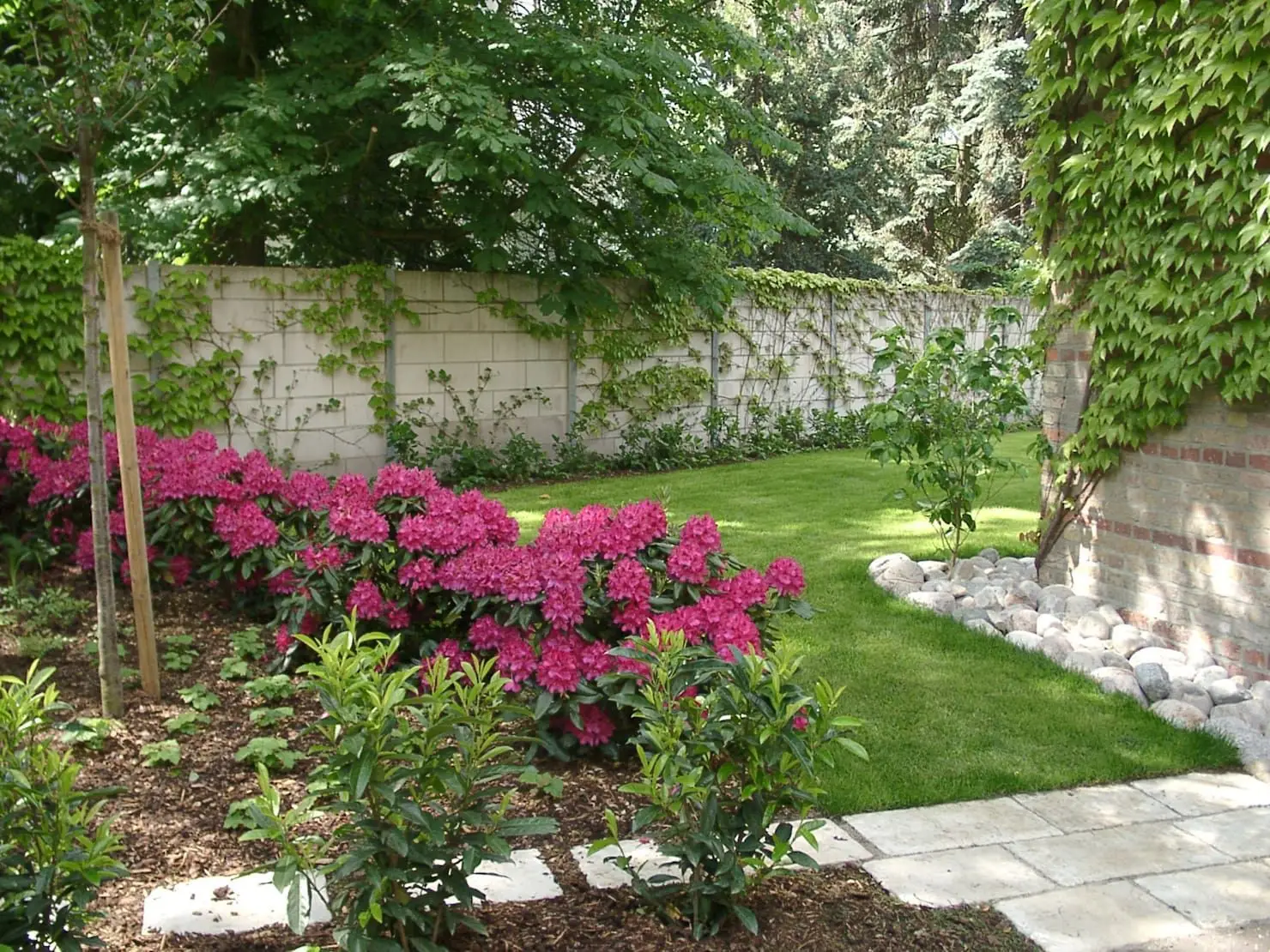 Vuoi avere un giardino profumato senza fare fatica? Pianta ora questa meraviglia dal profumo di vaniglia! Immagine selezionata