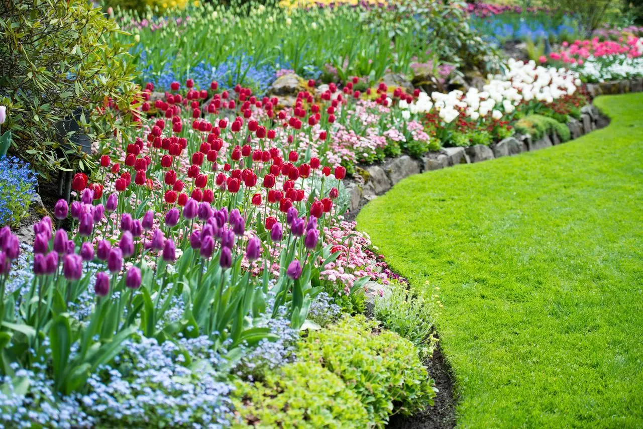Vuoi avere un giardino profumato senza fare fatica? Pianta ora questa meraviglia dal profumo di vaniglia! Immagine selezionata