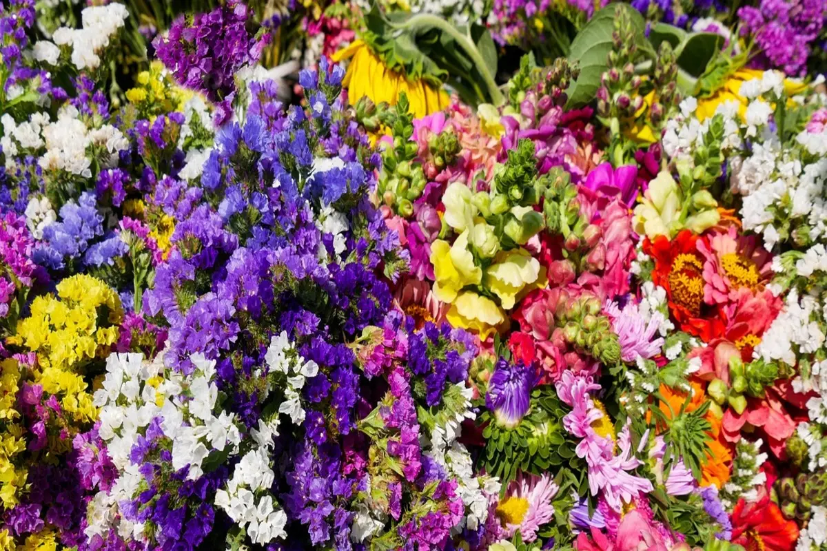 Vuoi avere un giardino profumato senza fare fatica? Pianta ora questa meraviglia dal profumo di vaniglia! Immagine selezionata