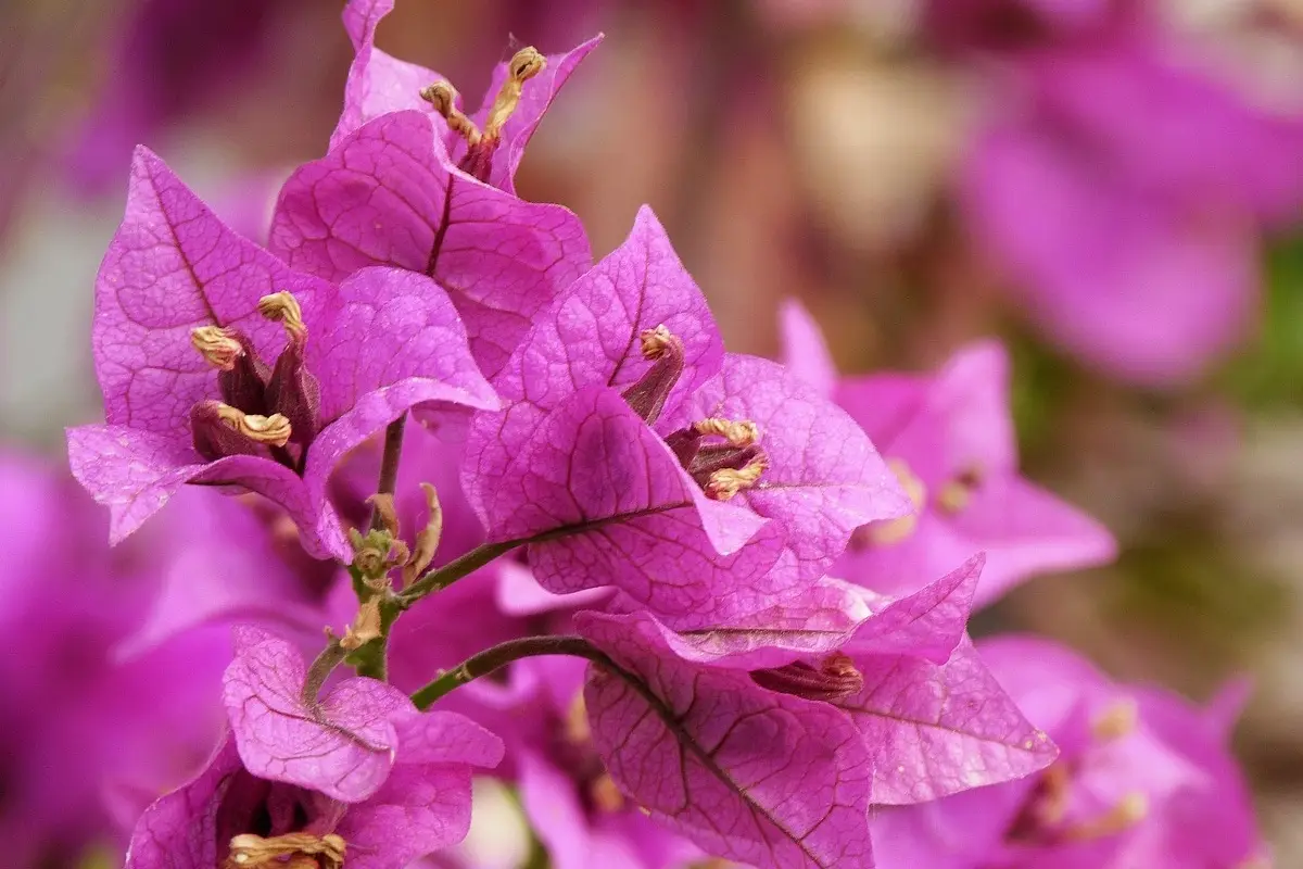 Bouganville in splendida forma con un semplice trucco il metodo facile da provare