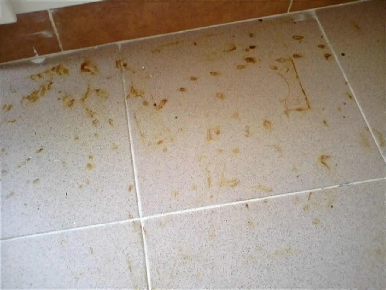 Il metodo rapido per eliminare le macchie di olio dal pavimento Il metodo rapido per eliminare le macchie di olio dal pavimento