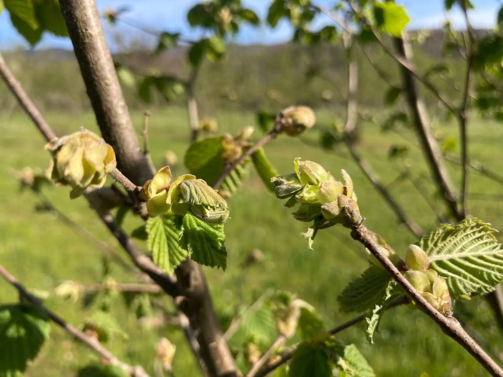 Vento forte: rischio per i giovani germogli