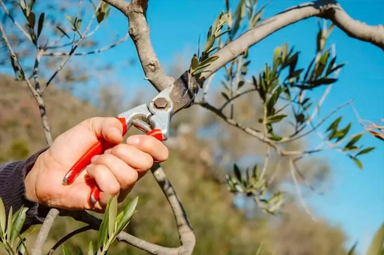 Potatura estiva: consigli utili sulle piante da non tagliare in questa stagione Potatura estiva: consigli utili sulle piante da non tagliare in questa stagione