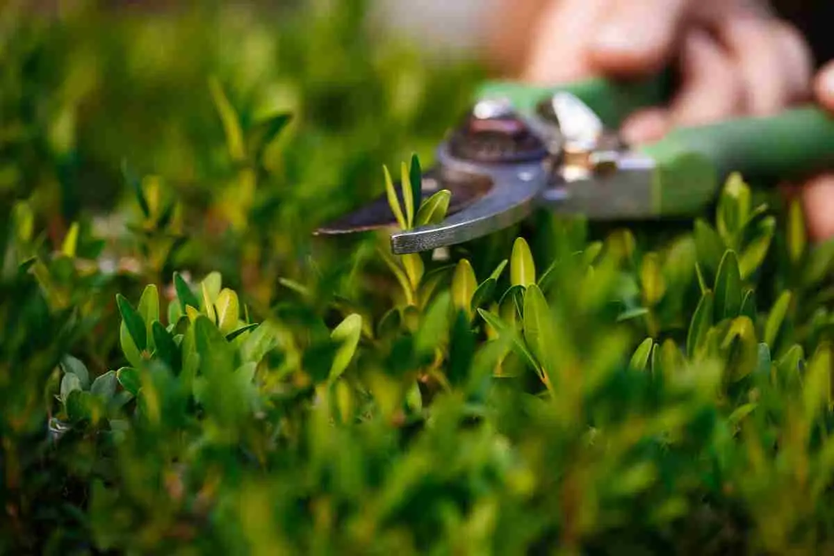 Potatura estiva: consigli utili sulle piante da non tagliare in questa stagione Potatura estiva: consigli utili sulle piante da non tagliare in questa stagione