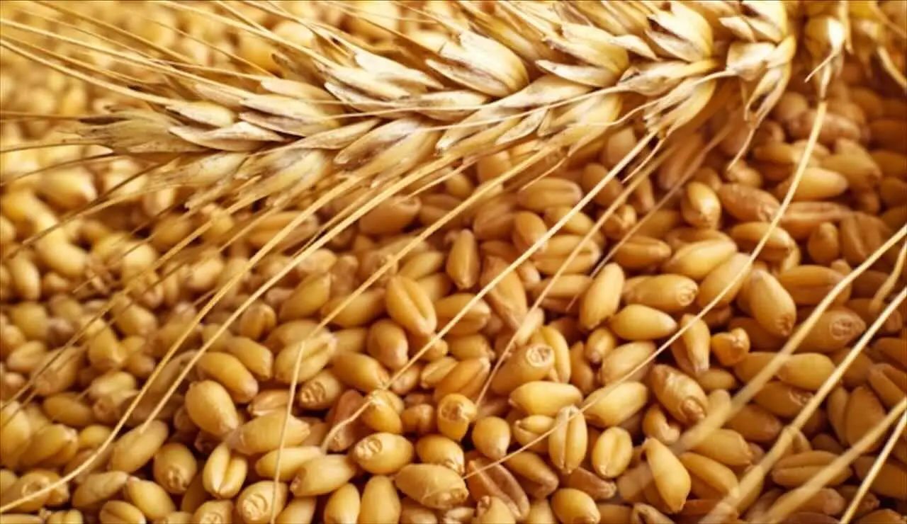 Grano integrale: il segreto per una carica di energia duratura Grano integrale: il segreto per una carica di energia duratura