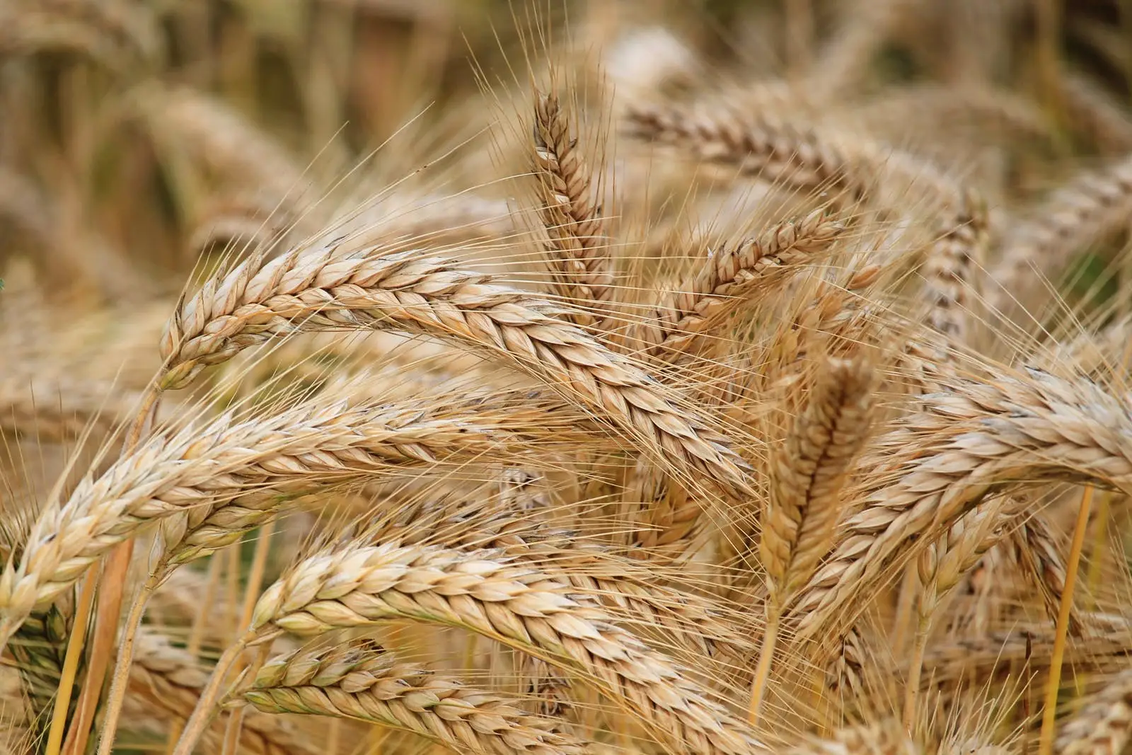 Grano integrale: il segreto per una carica di energia duratura Grano integrale: il segreto per una carica di energia duratura