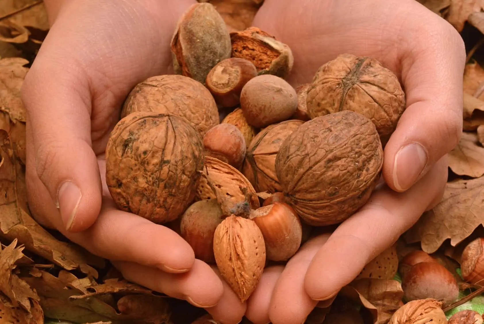 Come mangiare le castagne senza appesantirsi Come mangiare le castagne senza appesantirsi
