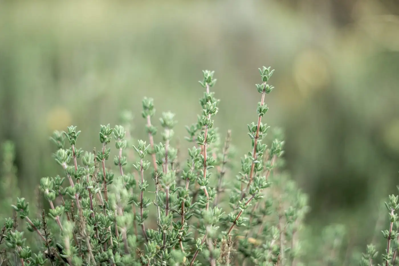 Come usare l’origano per le difese immunitarie Come usare l’origano per le difese immunitarie