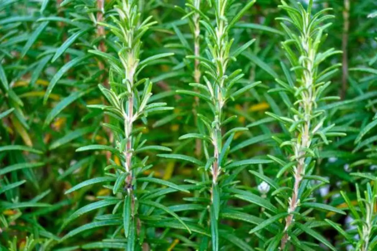 Piante aromatiche in cucina: quali scegliere per una crescita ottimale secondo l’agronomo Piante aromatiche in cucina: quali scegliere per una crescita ottimale secondo l’agronomo