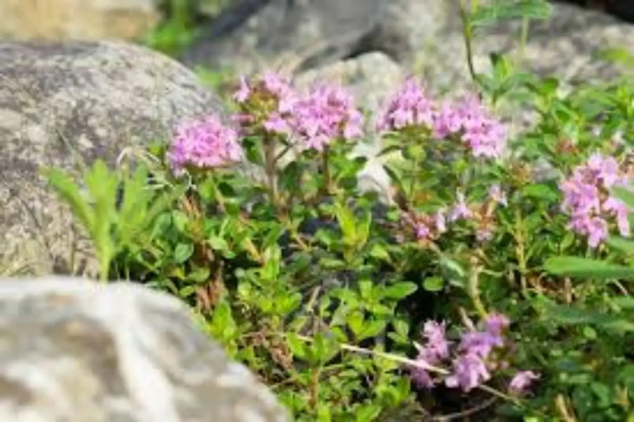 Piante aromatiche in cucina: quali scegliere per una crescita ottimale secondo l’agronomo Piante aromatiche in cucina: quali scegliere per una crescita ottimale secondo l’agronomo