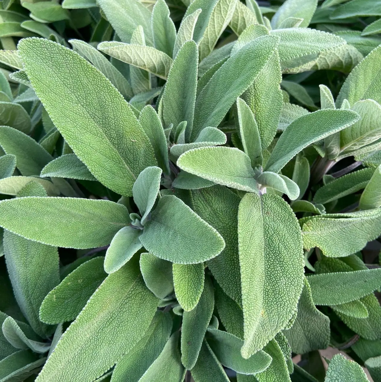 Piante aromatiche in cucina: quali scegliere per una crescita ottimale secondo l’agronomo Piante aromatiche in cucina: quali scegliere per una crescita ottimale secondo l’agronomo