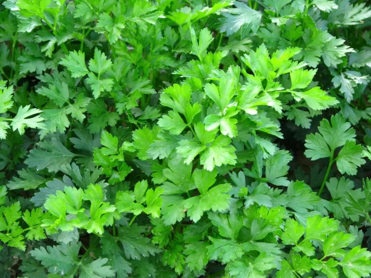 Piante aromatiche in cucina: quali scegliere per una crescita ottimale secondo l’agronomo Piante aromatiche in cucina: quali scegliere per una crescita ottimale secondo l’agronomo