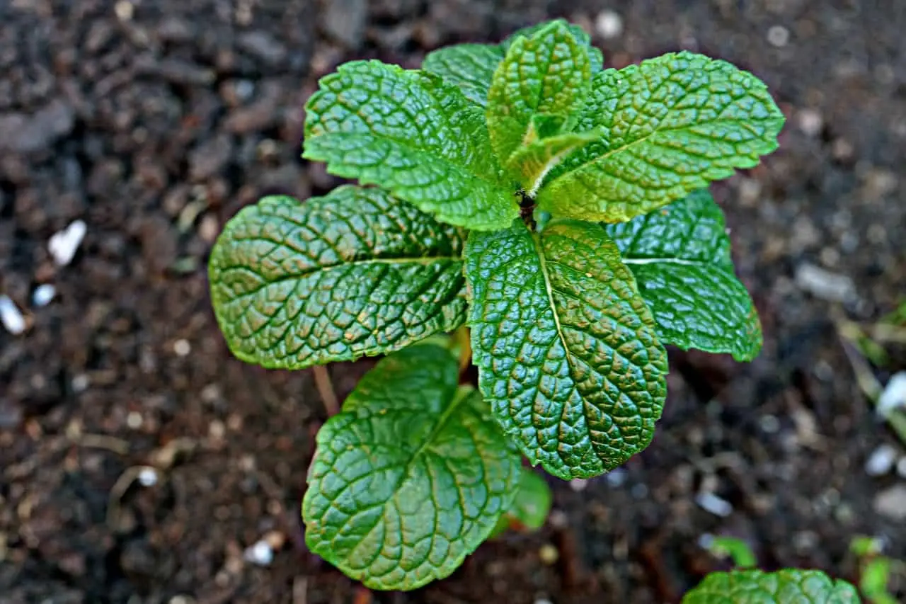 Piante aromatiche in cucina: quali scegliere per una crescita ottimale secondo l’agronomo Piante aromatiche in cucina: quali scegliere per una crescita ottimale secondo l’agronomo