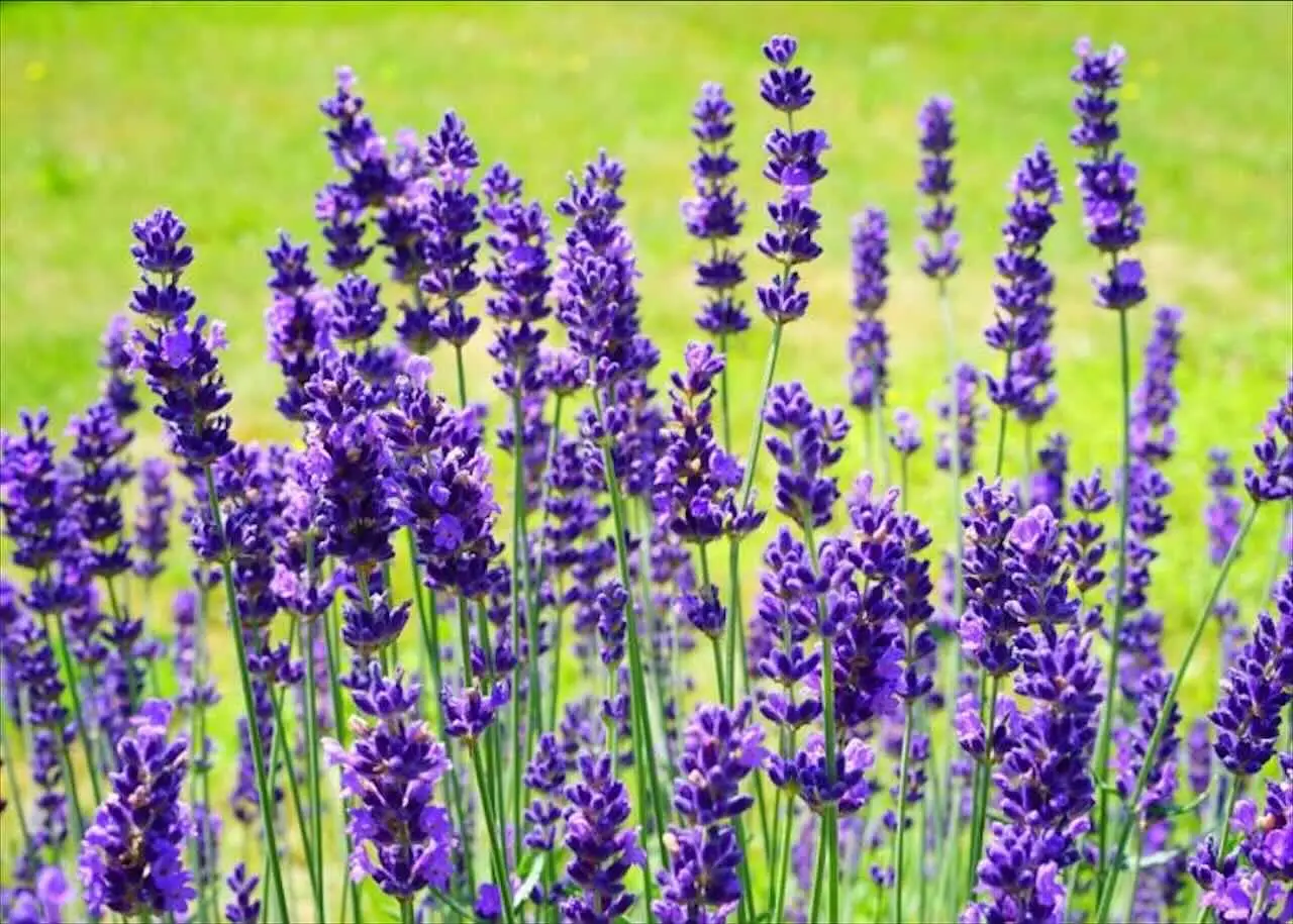 Come utilizzare la lavanda in casa per creare un ambiente rilassante secondo l’aromaterapista Come utilizzare la lavanda in casa per creare un ambiente rilassante secondo l’aromaterapista