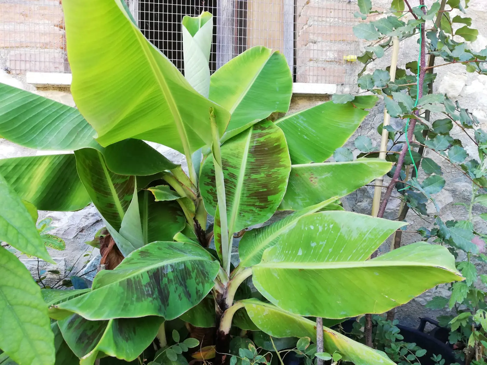 Ecco quali piante migliorano la qualità dell’aria negli ambienti domestici secondo l’agronomo Ecco quali piante migliorano la qualità dell’aria negli ambienti domestici secondo l’agronomo