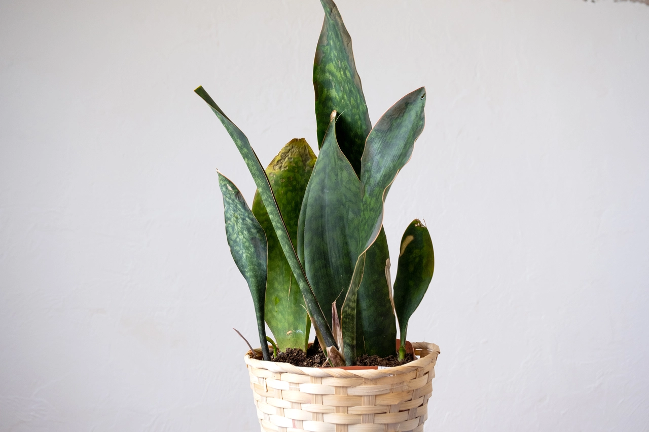 Sansevieria, dove non metterla: il motivo per cui non cresce e come evitarlo Sansevieria, dove non metterla: il motivo per cui non cresce e come evitarlo