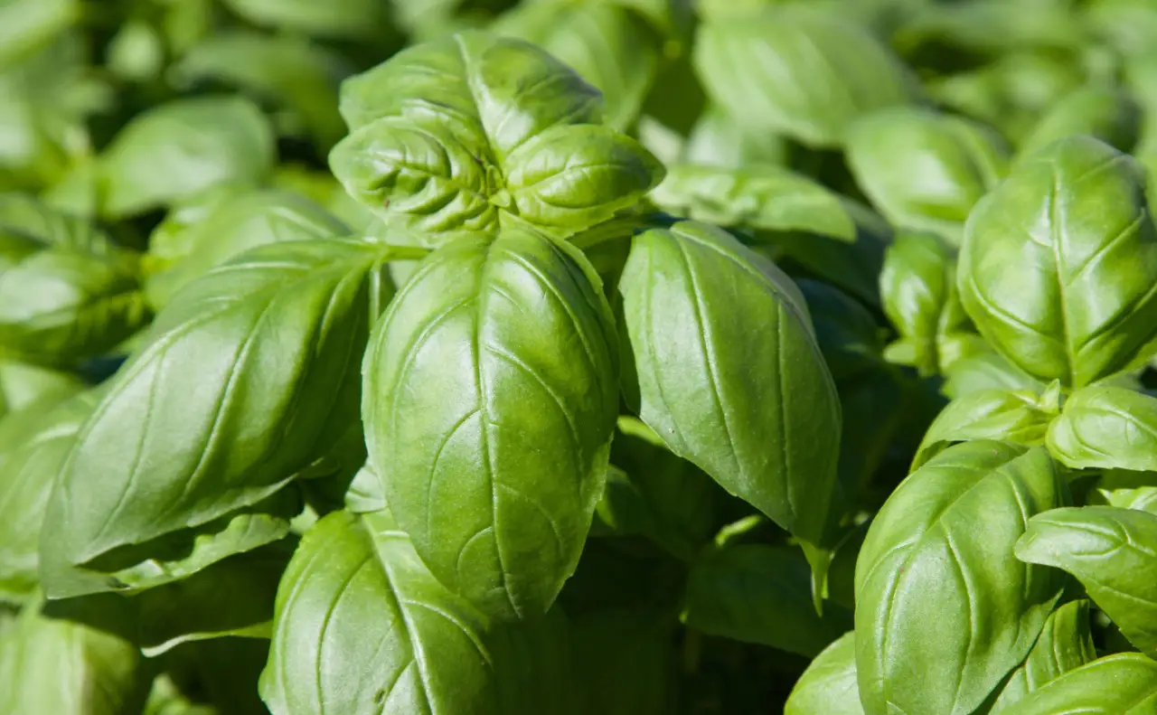 Come coltivare il basilico sul balcone per un raccolto aromatico tutto l’anno Come coltivare il basilico sul balcone per un raccolto aromatico tutto l’anno