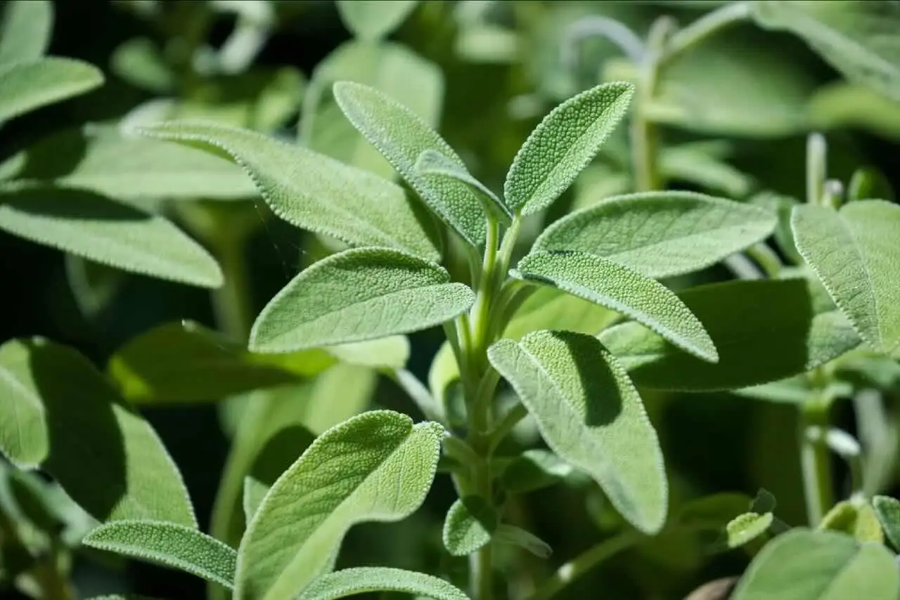 Salvia in cucina: consigli dell’agronomo per mantenerla sempre profumata Salvia in cucina: consigli dell’agronomo per mantenerla sempre profumata