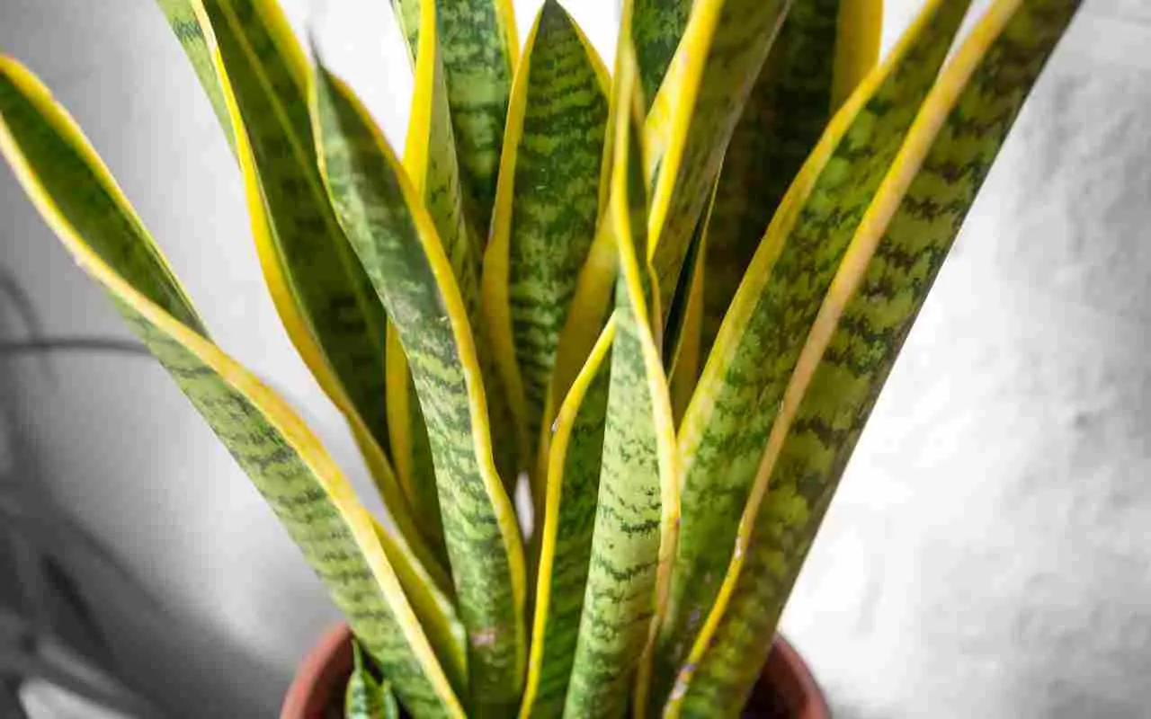 Sansevieria in casa: dove posizionarla secondo il consiglio dei botanici Sansevieria in casa: dove posizionarla secondo il consiglio dei botanici