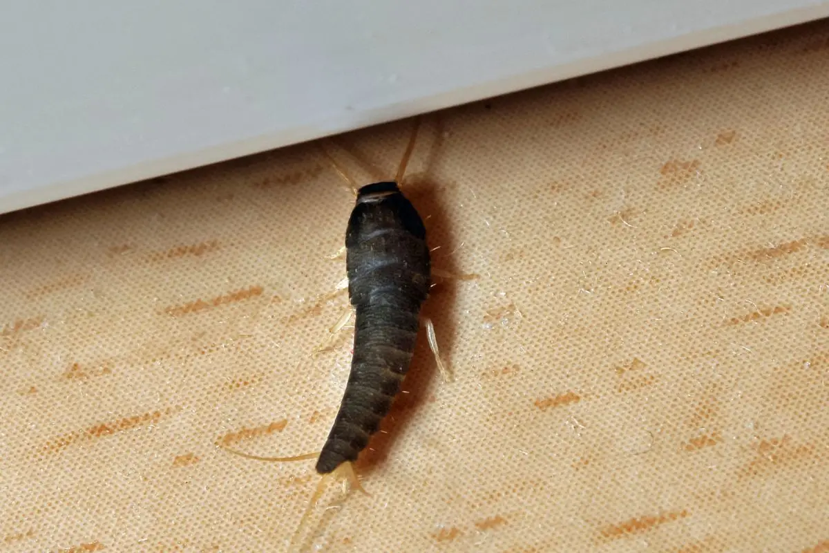 Come tenere lontani i pesciolini d’argento dal bagno: i consigli pratici dell’entomologo Come tenere lontani i pesciolini d’argento dal bagno: i consigli pratici dell’entomologo