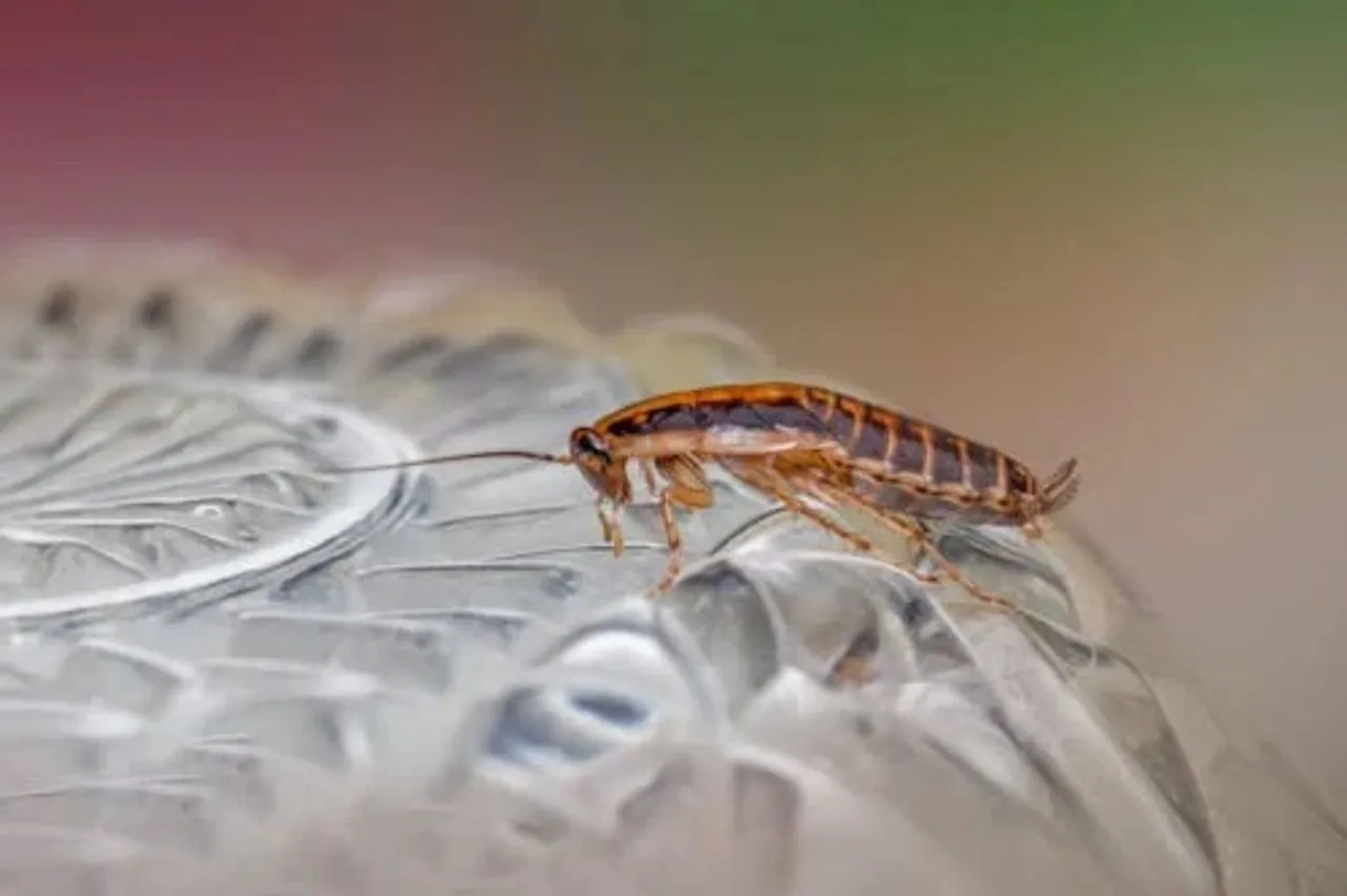 Tenere lontane le blatte: 5 strategie naturali per una casa impeccabile Tenere lontane le blatte: 5 strategie naturali per una casa impeccabile
