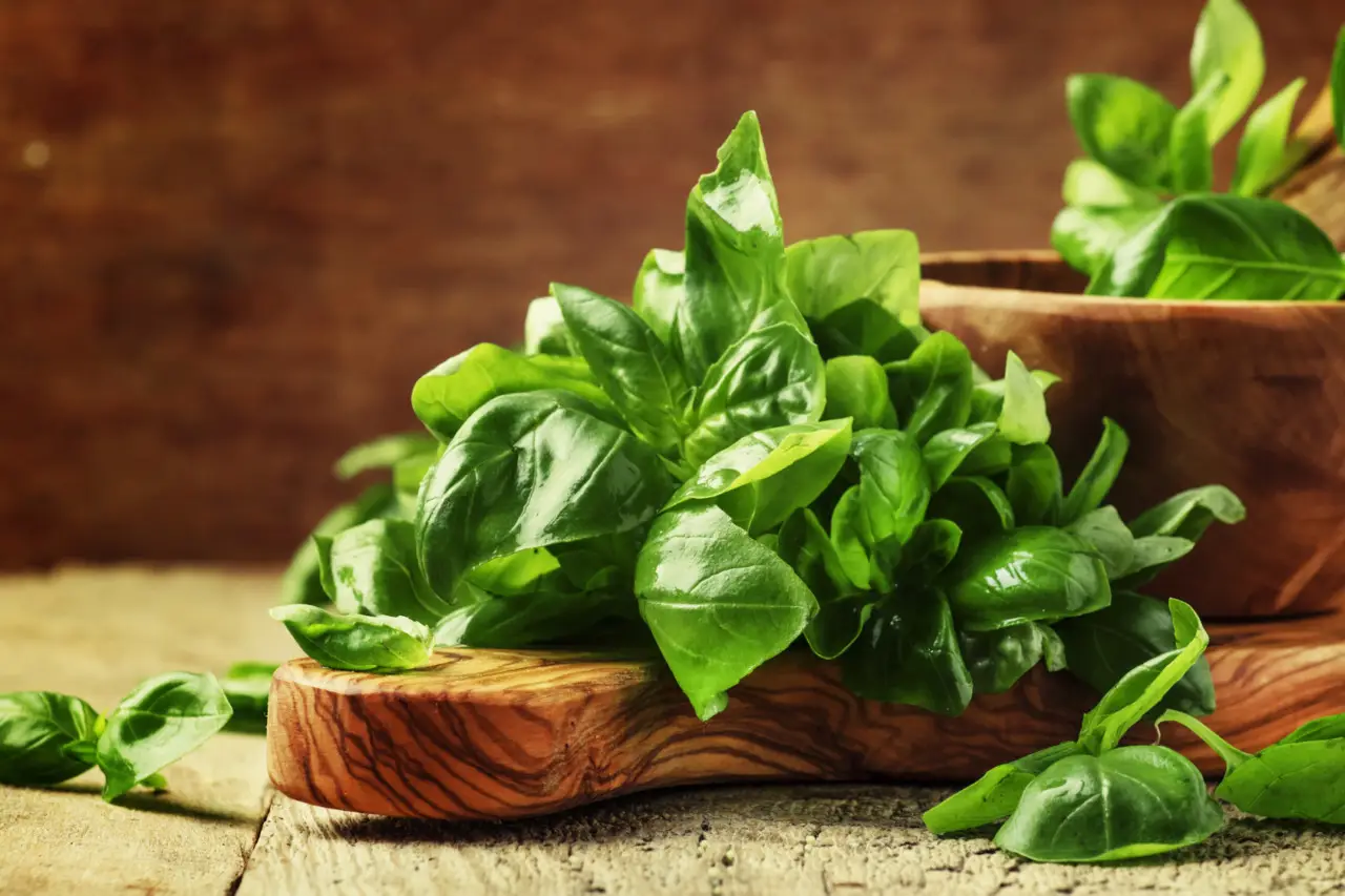 Coltivare il basilico in cucina: trucchi per foglie sempre rigogliose Coltivare il basilico in cucina: trucchi per foglie sempre rigogliose