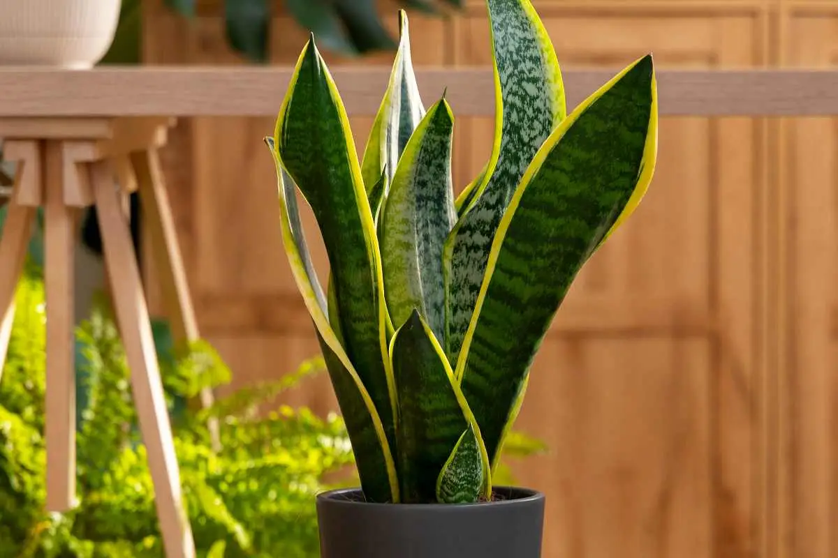 Sansevieria in salotto: dove posizionarla per farla prosperare al massimo Sansevieria in salotto: dove posizionarla per farla prosperare al massimo