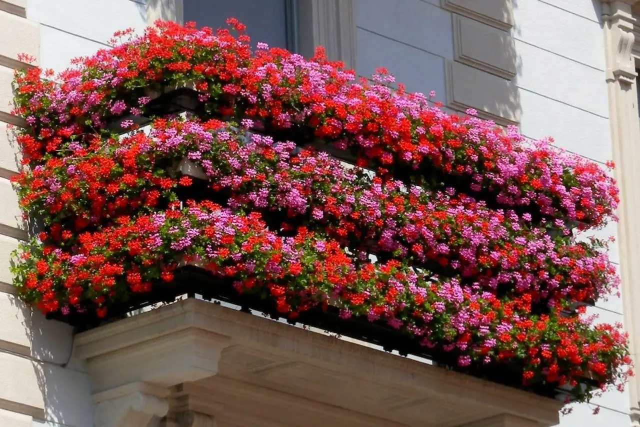 Come proteggere le piante sul balcone dal caldo: i suggerimenti del vivaista per giugno Come proteggere le piante sul balcone dal caldo: i suggerimenti del vivaista per giugno