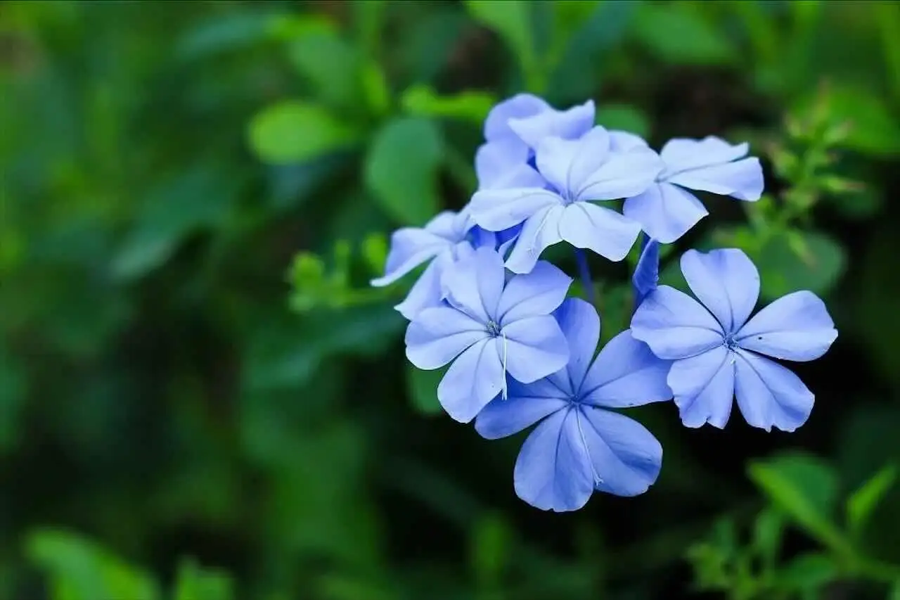 Come mantenere freschi i fiori recisi più a lungo in estate: il trucco del fiorista Come mantenere freschi i fiori recisi più a lungo in estate: il trucco del fiorista